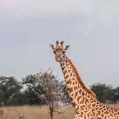 Sighting of giraffes during a trip to Tanzania. #tanzania #serengeti #wildlife #incentivetrip